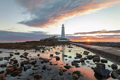 Blooming Daisies - St. Marys Lighthouse sml0042 by David Pringle