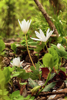 Target Threshold Nature Rights Managed Images - Stair Step Bloodroot Royalty-Free Image by Cynthia Clark