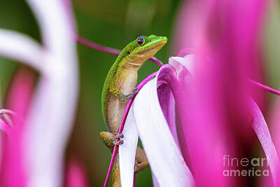 Reptiles Royalty Free Images - Stand Tall Little Gecko Royalty-Free Image by Phillip Espinasse