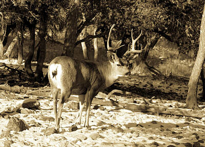 Wine Corks Royalty Free Images - Standing Tall 2 - Mule Deer Buck Antiqued Royalty-Free Image by Renny Spencer