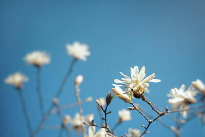 Landscapes Royalty-Free and Rights-Managed Images - Star Magnolia Blossoms by Scott Norris
