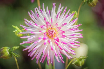 Florals Photos - Starburst 1 by Ryan Weddle
