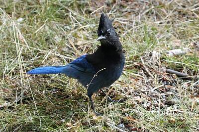 Design Turnpike Books Rights Managed Images - Stellars Jay Is this my good side? Royalty-Free Image by Debbie Blackman