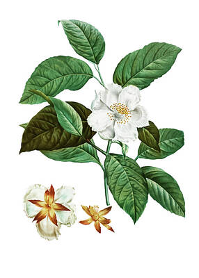 Florals Drawings - Stewartia pentagyna by Pierre-Joseph Redoute