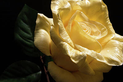 Ingredients Rights Managed Images - Still Life - Yellow Rose 02 Royalty-Free Image by Pamela Critchlow