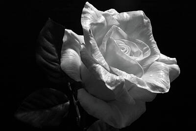 Maps Rights Managed Images - Still Life - Yellow Rose 03 - BW Royalty-Free Image by Pamela Critchlow
