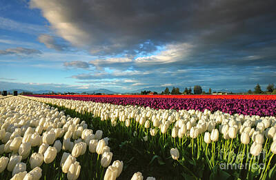 Doors And Windows - Storm Clearing over Tulips by Michael Dawson
