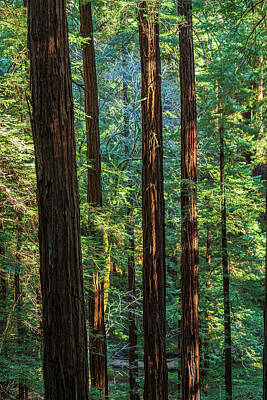 Music Baby - Straight Up Redwood Trees by Bonnie Follett