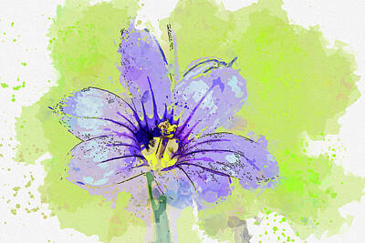 Royalty-Free and Rights-Managed Images - .Strict Blue-eyed Grass by Celestial Images