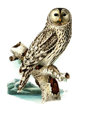 Drawings Royalty Free Images - Strix uralensis Royalty-Free Image by Von Wright brothers