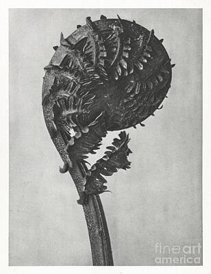 Florals Paintings - Struthiopteris Germanica German Ostrich Fern Frond enlarged 8 times from Urformen der Kunst 1928 by Shop Ability