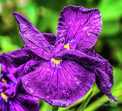 Word Signs - Stunning Purple Iris by Cindy Treger
