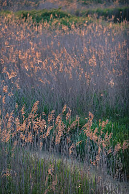 Mellow Yellow Rights Managed Images - Stunning Summer vibes landscape of sunset over reed beds in Some Royalty-Free Image by Matthew Gibson