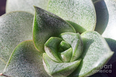 Patriotic Signs - Green Succulent  by Taphath Foose