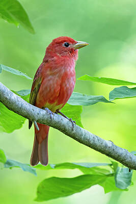 Route 66 Royalty Free Images - Summer Tanager Royalty-Free Image by Jack Nevitt