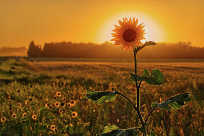 Florals Photos - Sun-Flower-Syzygy -  lone sunflower with sun on ND roadside by Peter Herman