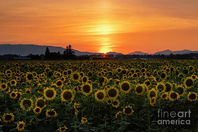 Sunflowers Rights Managed Images - Sun Pillar over Sunflowers Royalty-Free Image by Michael Dawson