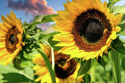 Sunflowers Mixed Media - Sun Seekers by Optical Playground By MP Ray