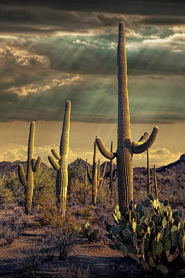 Randall Nyhof Royalty Free Images - Sunbeams with Saguaro Cactuses in Saguaro National Park Royalty-Free Image by Randall Nyhof