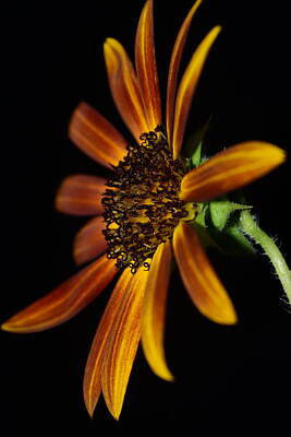 Juj Winn - Sunflower #229 by Noranne AG