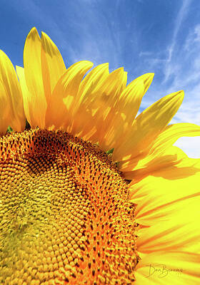 Dan Beauvais Royalty-Free and Rights-Managed Images - Sunflower #3463 by Dan Beauvais