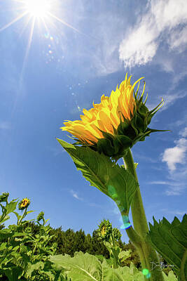 Dan Beauvais Royalty-Free and Rights-Managed Images - Sunflower #3765 by Dan Beauvais
