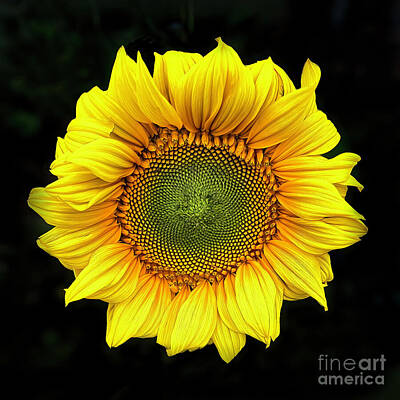 Sunflowers Rights Managed Images - Sunflower 9943 Royalty-Free Image by Chuck Lapinsky