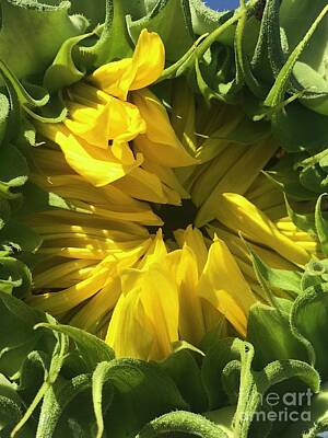 School Tote Bags - Sunflower Anticipation by Carol Groenen