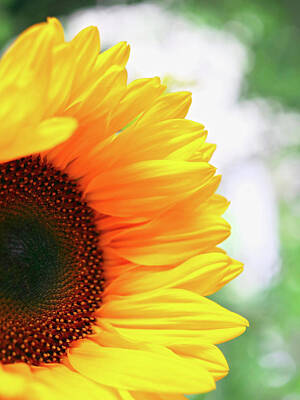 Paint Brush - Sunflower At Sunrise HDR by Johanna Hurmerinta