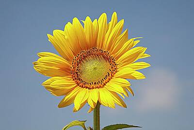 Lori A Cash Royalty-Free and Rights-Managed Images - Sunflower Blue Sky by Lori A Cash