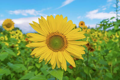 Sunflowers Photos - Sunflower - Chimney Rock by Steve Rich