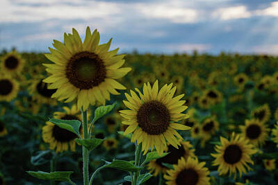 Lori A Cash Royalty-Free and Rights-Managed Images - Sunflower Duo Close Up by Lori A Cash