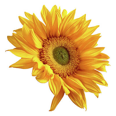 Granger Royalty Free Images - Sunflower facing Royalty-Free Image by Lucy Goodwin
