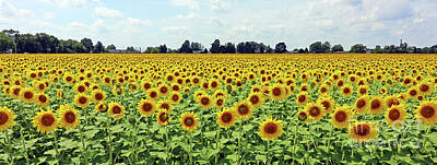 Sunflowers Royalty-Free and Rights-Managed Images - Sunflower Field  9467 by Jack Schultz