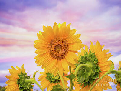 Sunflowers Digital Art - Sunflower Field of Light Two by Randy Steele