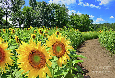 Lucille Ball - Sunflower Field Path by Regina Geoghan