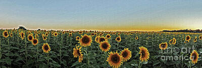 Sunflowers Photos - Sunflower Fields Forever by Dorothy Fairhurst