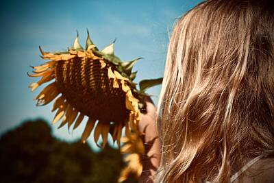 Sunflowers Royalty-Free and Rights-Managed Images - Sunflower Girl by Tiffany Anne Pettengill