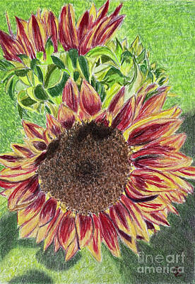 Recently Sold - Sunflowers Drawings - Sunflower by Glenda Zuckerman