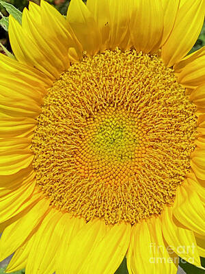 Royalty-Free and Rights-Managed Images - Sunflower by Greg Joens