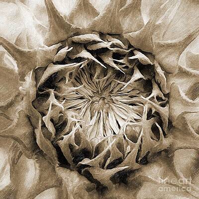 Sunflowers Digital Art - Sunflower Head Digital Art 1 by Douglas Brown
