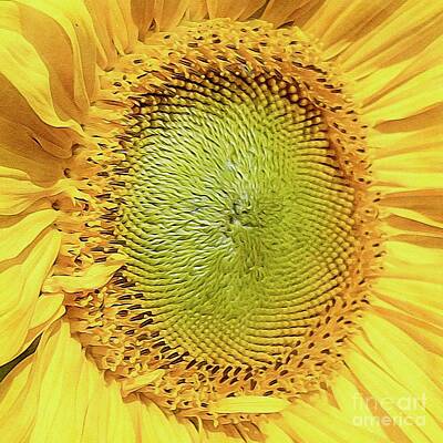 Sunflowers Digital Art - Sunflower Head Digital Art 14 by Douglas Brown