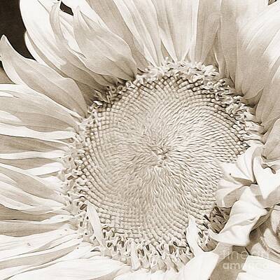 Sunflowers Digital Art - Sunflower Head Digital Art 8 by Douglas Brown