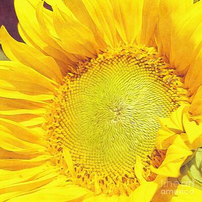 Sunflowers Digital Art - Sunflower Head Digital Art 9 by Douglas Brown