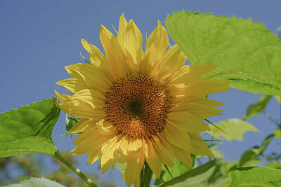 Shaken Or Stirred - Sunflower, Helianthus x, sunny day by Bill Pusztai