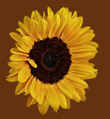 Sunflowers Digital Art - Sunflower Illustrated Digital Art by Gaby Ethington