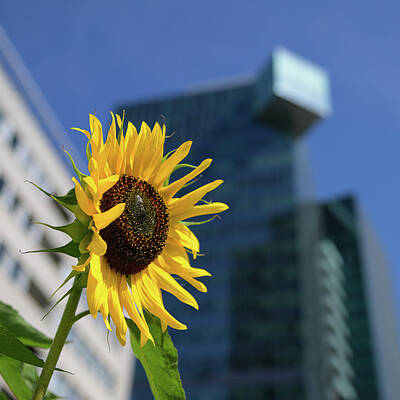 Beach House Signs Royalty Free Images - Sunflower in front of Saturn tower on a sunny day in summer Royalty-Free Image by Stefan Rotter