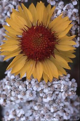 Sunflowers Photos - Sunflower by Lawrence Christopher