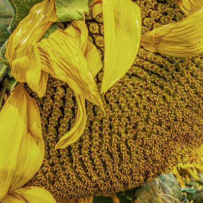 Sunflowers Photos - Sunflower Life by Peter Tellone
