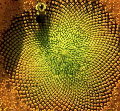 Sunflowers Mixed Media - Sunflower Macro by Optical Playground By MP Ray